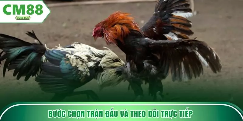 Bước chọn trận đấu và theo dõi trực tiếp